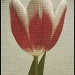 Tulip by geertje