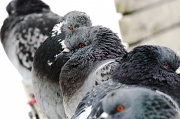 11th Feb 2011 - Pigeons are pretty too.