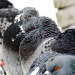 Pigeons are pretty too. by jgoldrup