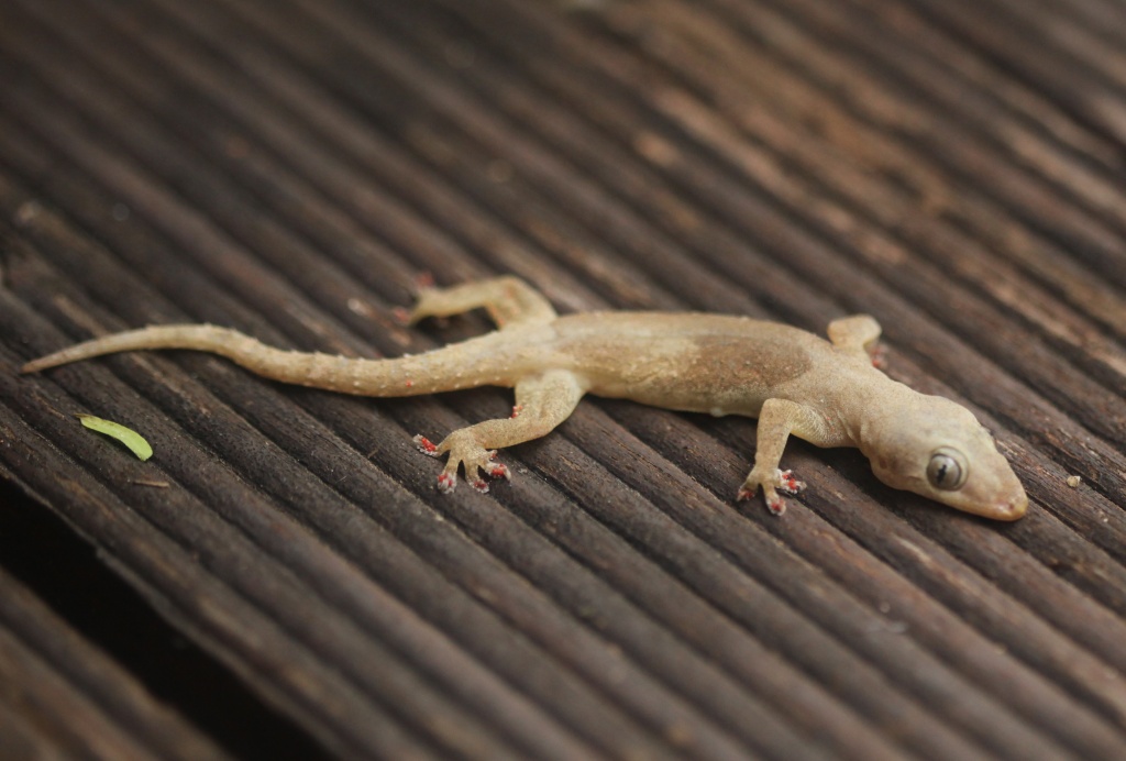 gecko by lbmcshutter