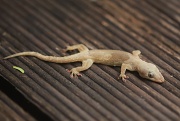 14th Feb 2011 - gecko