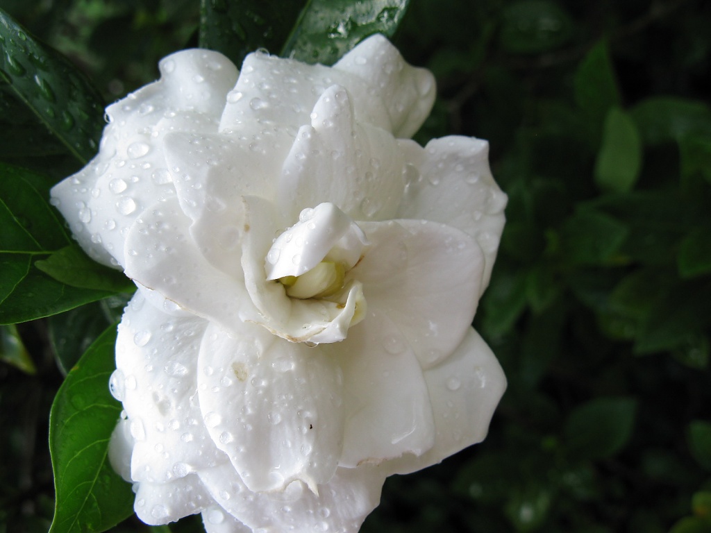 Camelia after a heavy downpour by loey5150