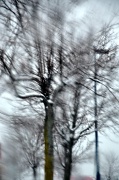 14th Feb 2011 - Watery Trees