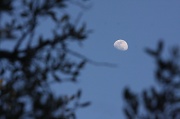 13th Feb 2011 - My moon