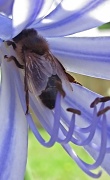 15th Feb 2011 - Busy bee
