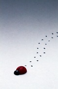 15th Feb 2011 - ladybug's travels