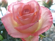 13th Feb 2011 - English Rose