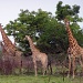Giraffe Family by judithdeacon