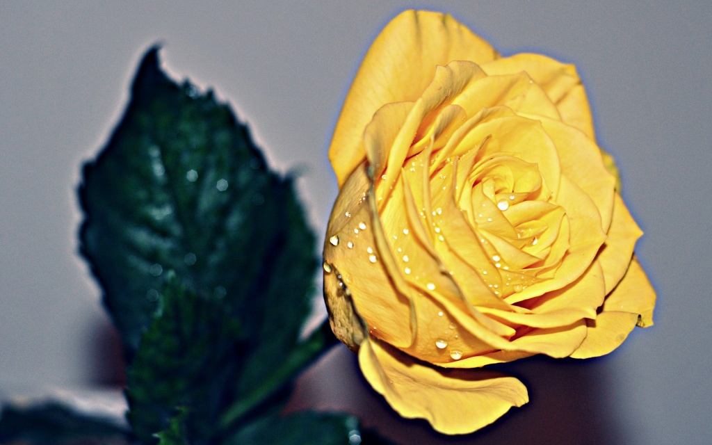 Yellow Rose of.... London by andycoleborn