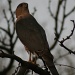 The Hawk by kerristephens