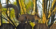 15th Feb 2011 - 2-15-2011 Squirrel