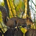 2-15-2011 Squirrel by eudora