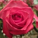 Valentine rose by madamelucy
