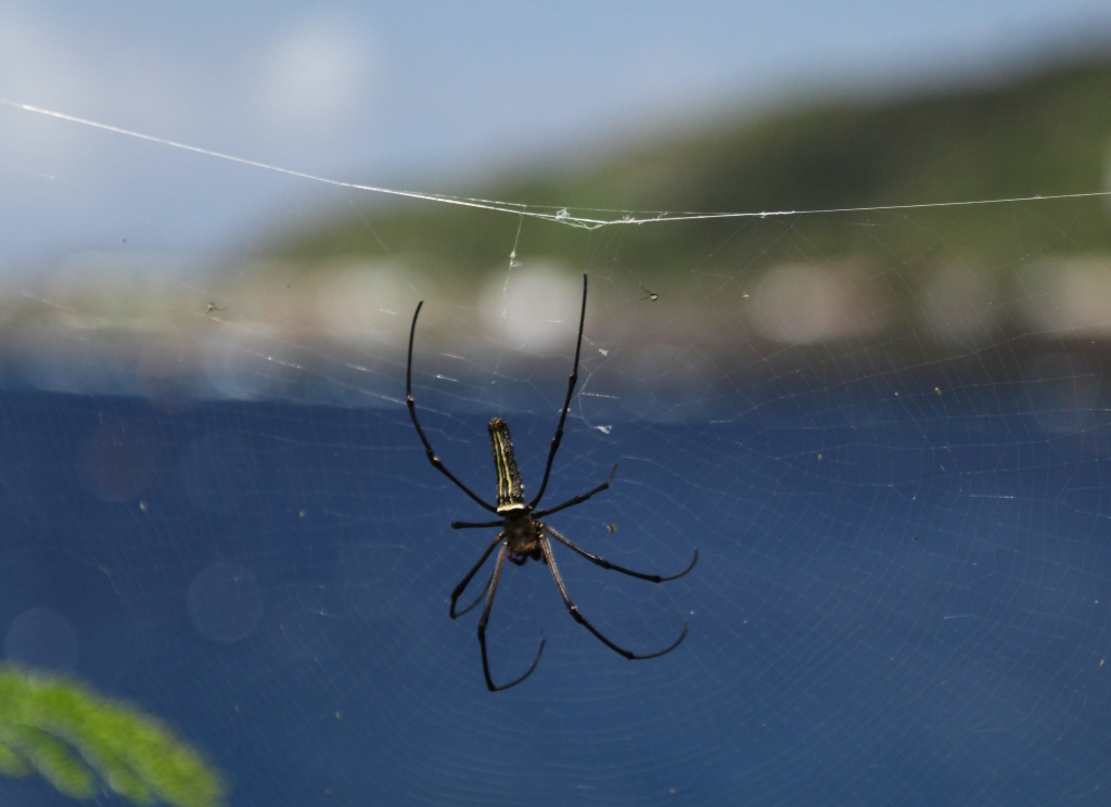 Huge Golden Orb Weaver Spider (Nephila)- with ocean views! by lbmcshutter