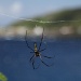 Huge Golden Orb Weaver Spider (Nephila)- with ocean views! by lbmcshutter