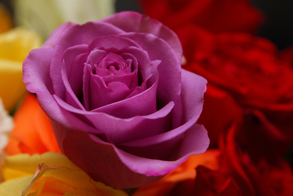 Purple Rose  by sharonlc