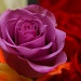 Purple Rose  by sharonlc