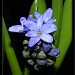 Hyacinth by judithdeacon
