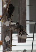 16th Feb 2011 - The Starlings are Coming !