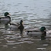 Get your ducks in a row.   by mandyj92
