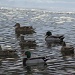 More ducks.  I like ducks.   by mandyj92