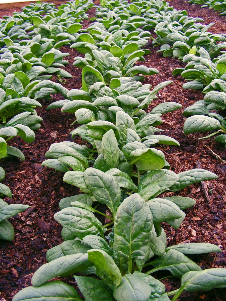Fresh Spinach by lauriehiggins