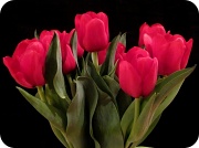 16th Feb 2011 - Tulips