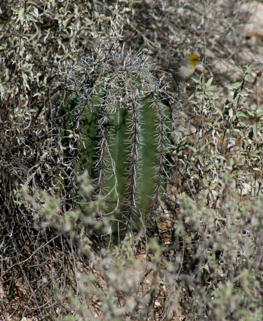 Verdin On A Cactus by kerristephens