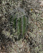 16th Feb 2011 - Verdin On A Cactus