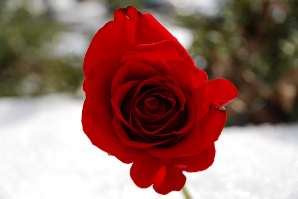 Valentine's Rose in the Snow by sharonlc