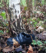 9th Feb 2011 - Mysterious Shoe