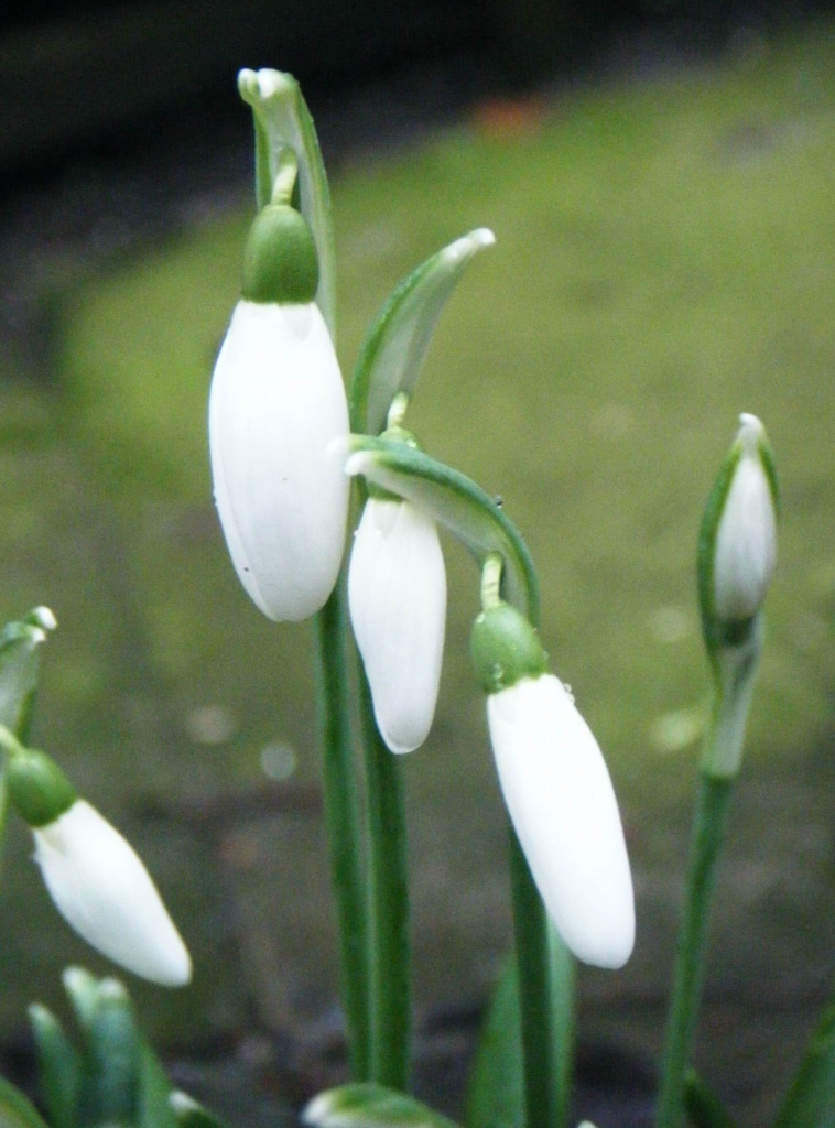 The First Snowdrops by sunny369