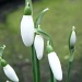 The First Snowdrops by sunny369