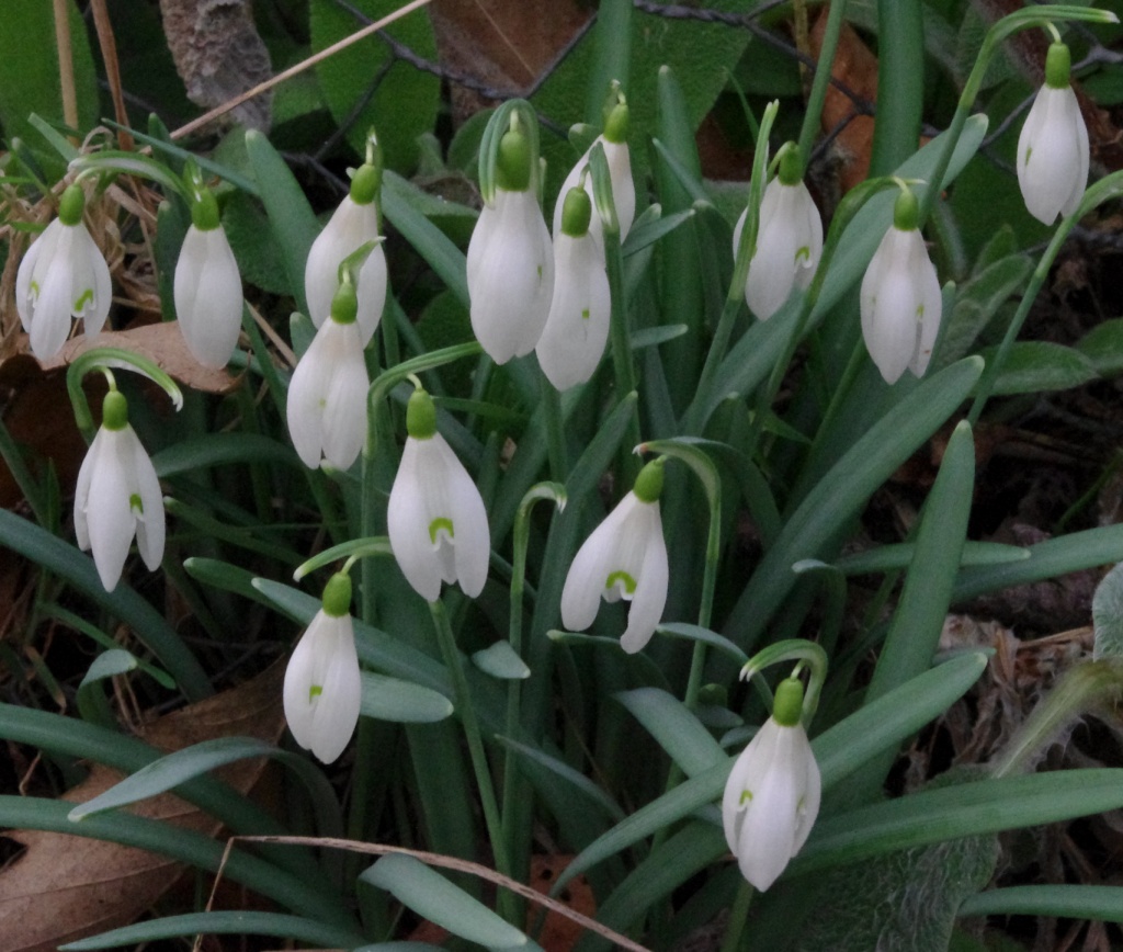 Snowdrops by karendalling