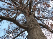 18th Feb 2011 - Mighty oak