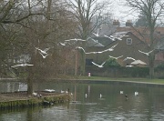 18th Feb 2011 - Inland seagulls