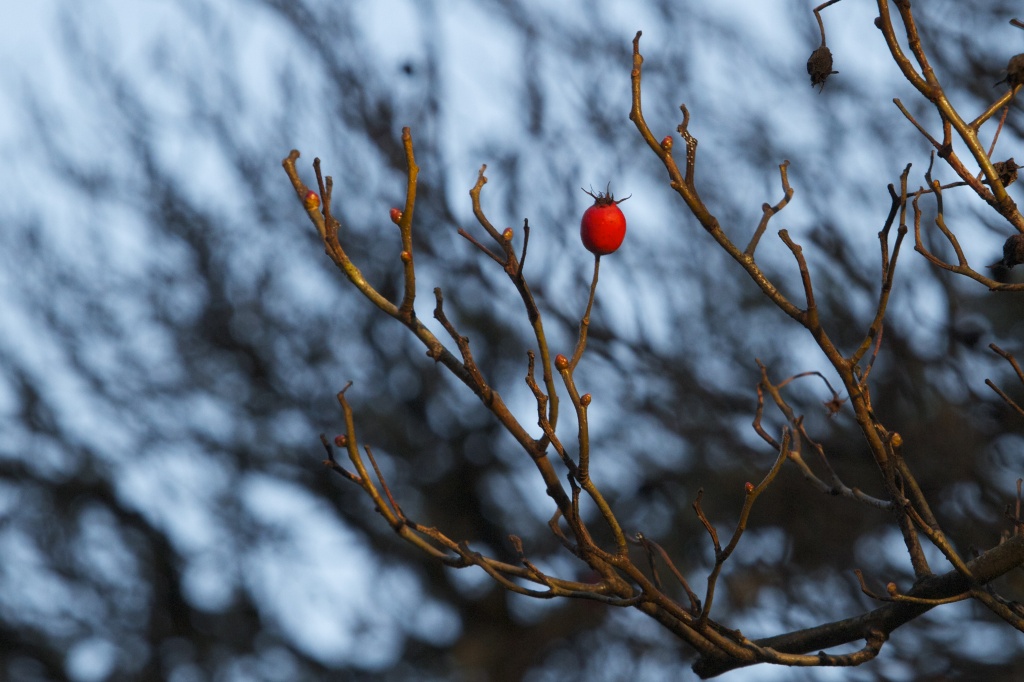 Hawthorn Berry by robv