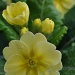 first primroses by miranda