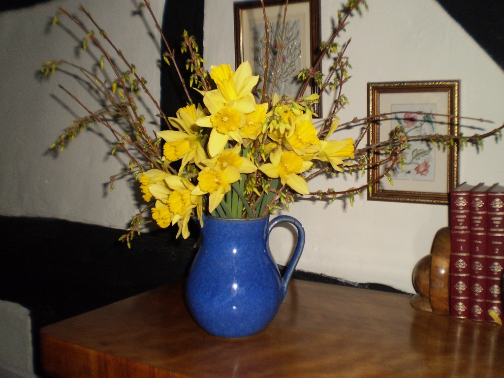 Daffodils in blue jug.   by snowy