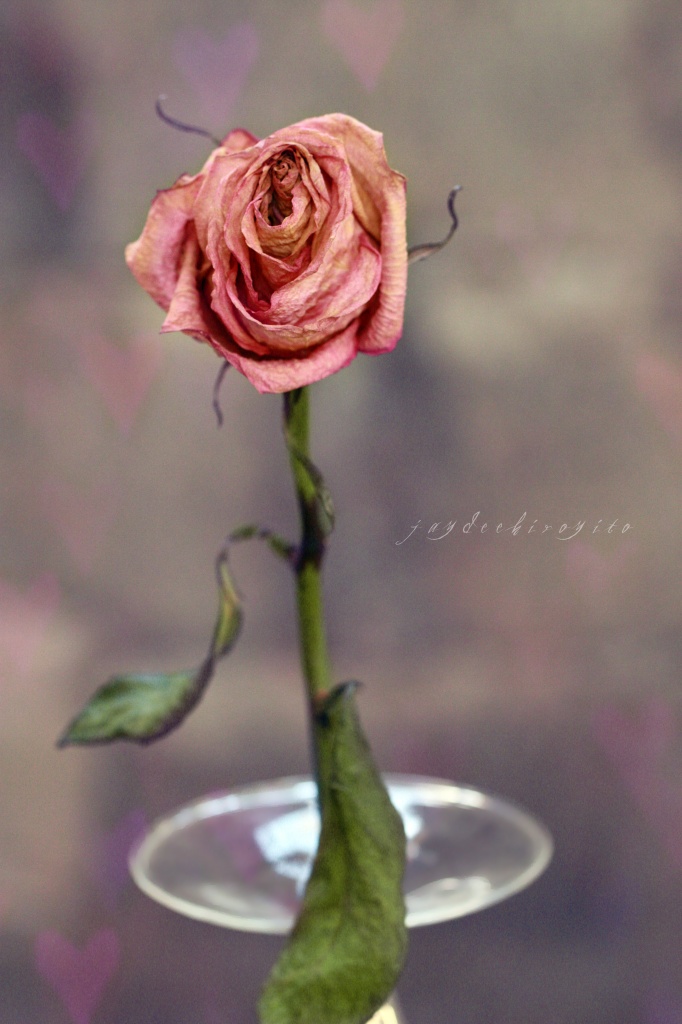 So Like a Rose by gavincci