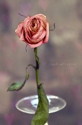 19th Feb 2011 - So Like a Rose