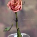 So Like a Rose by gavincci