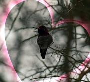18th Feb 2011 - My Mom ♥ Hummingbirds