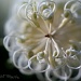 Ivory-Curl by bella_ss