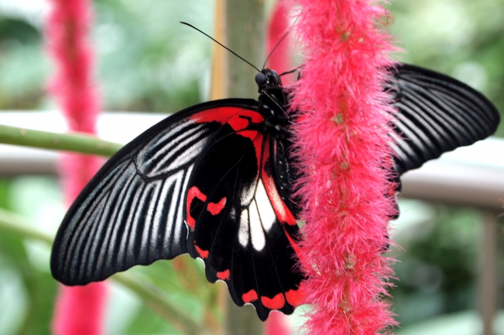 Scarlet Swallowtail by mattjcuk