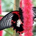 Scarlet Swallowtail by mattjcuk