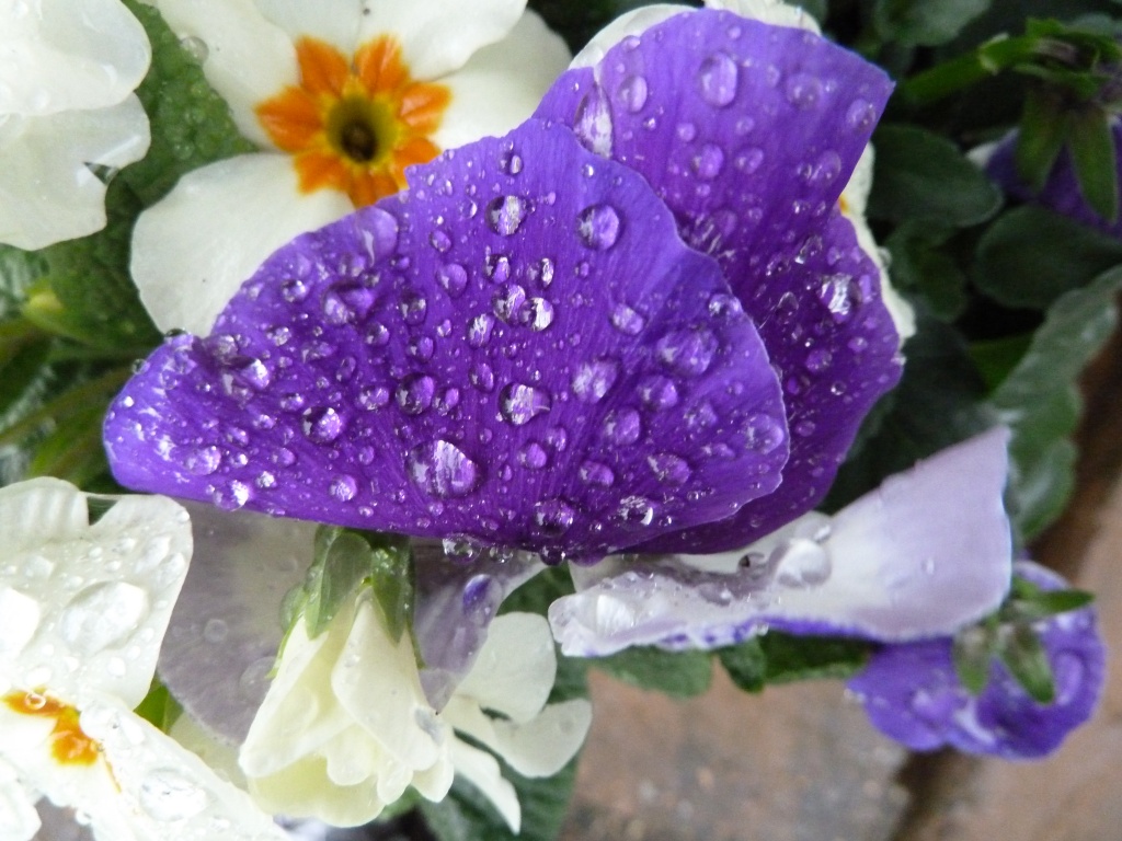 Flowers in the rain by dulciknit