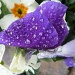 Flowers in the rain by dulciknit