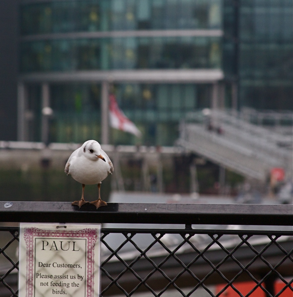 Paul The Seagull by helenmoss