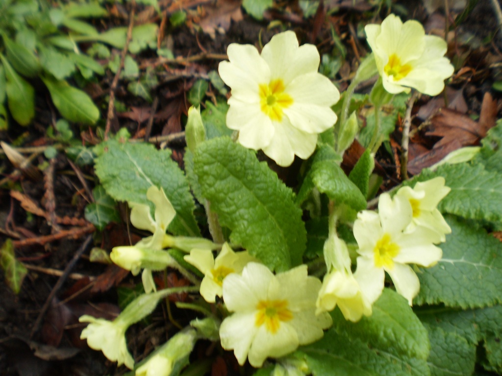 Early primroses by snowy